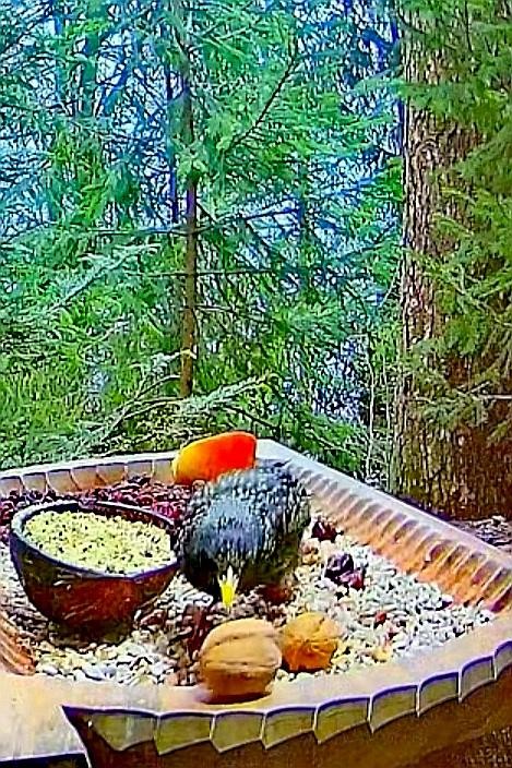 livebirdspoland_3abdc8302740cbd9a0838d044537dd9e.jpg