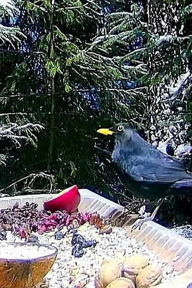 livebirdspoland_c0fed4177af3c9ec4870f960d5888ebe.jpg