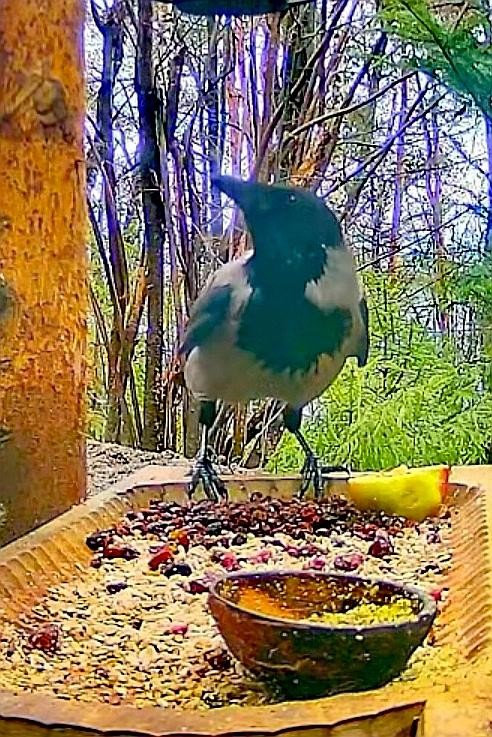 livebirdspoland_0030673ae644a31763116f02a83025db.jpg