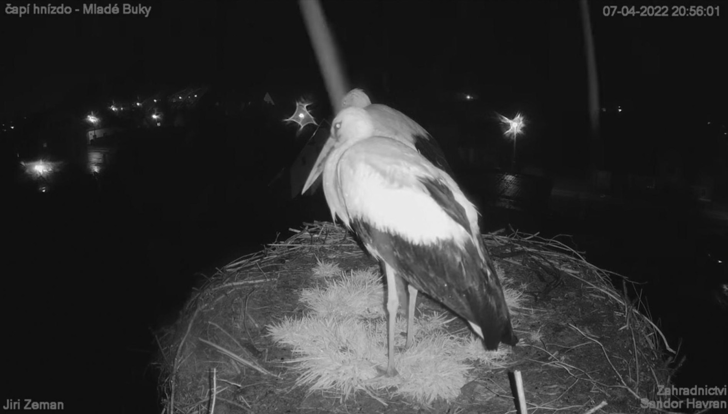 livebirdspoland_1a277fe19c5eb36b3e12be4f41d1d945.jpg