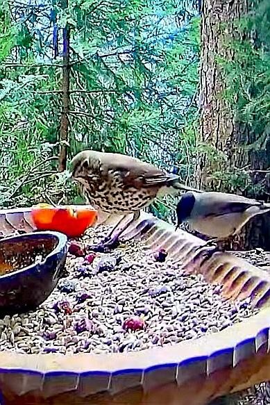 livebirdspoland_c244add2035870898b4541b53260b499.jpg