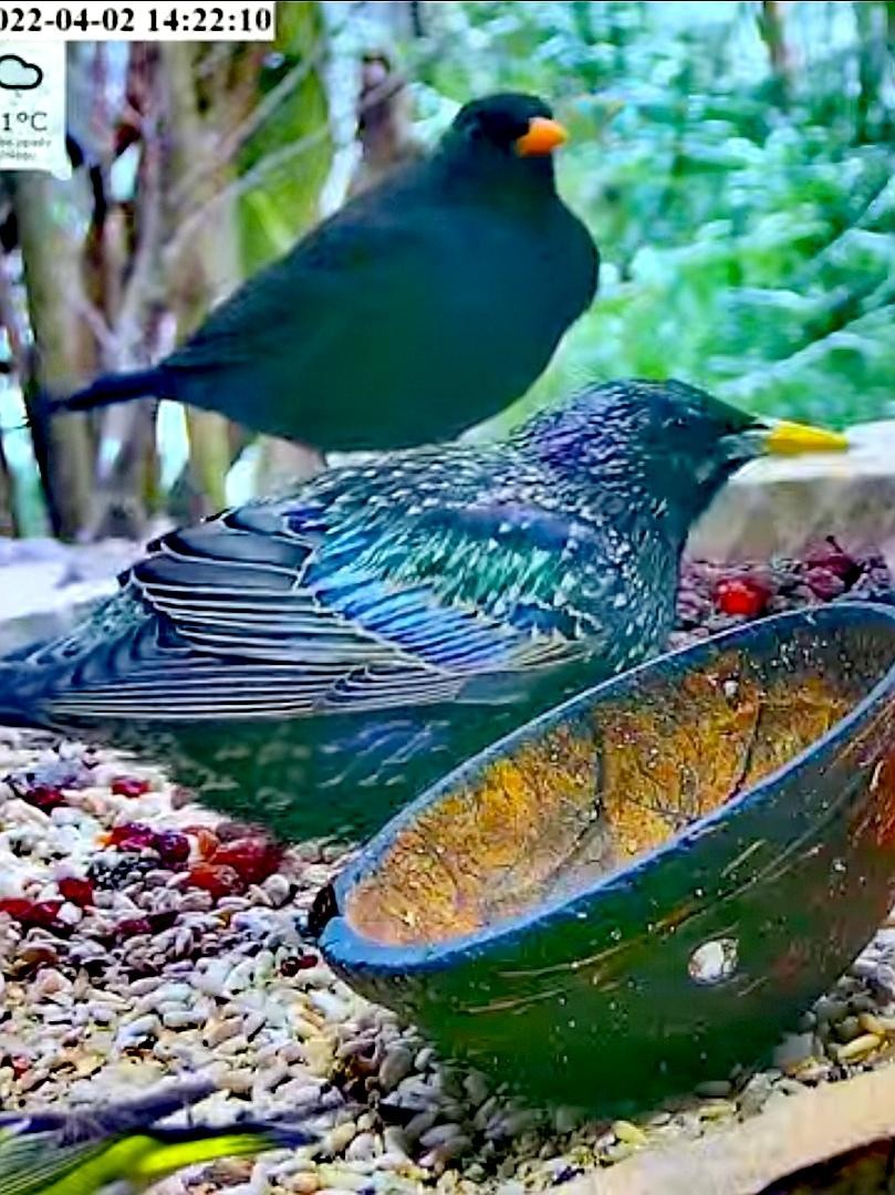 livebirdspoland_197ff628cb5d35ccaedfb17ff1a0dfef.jpg
