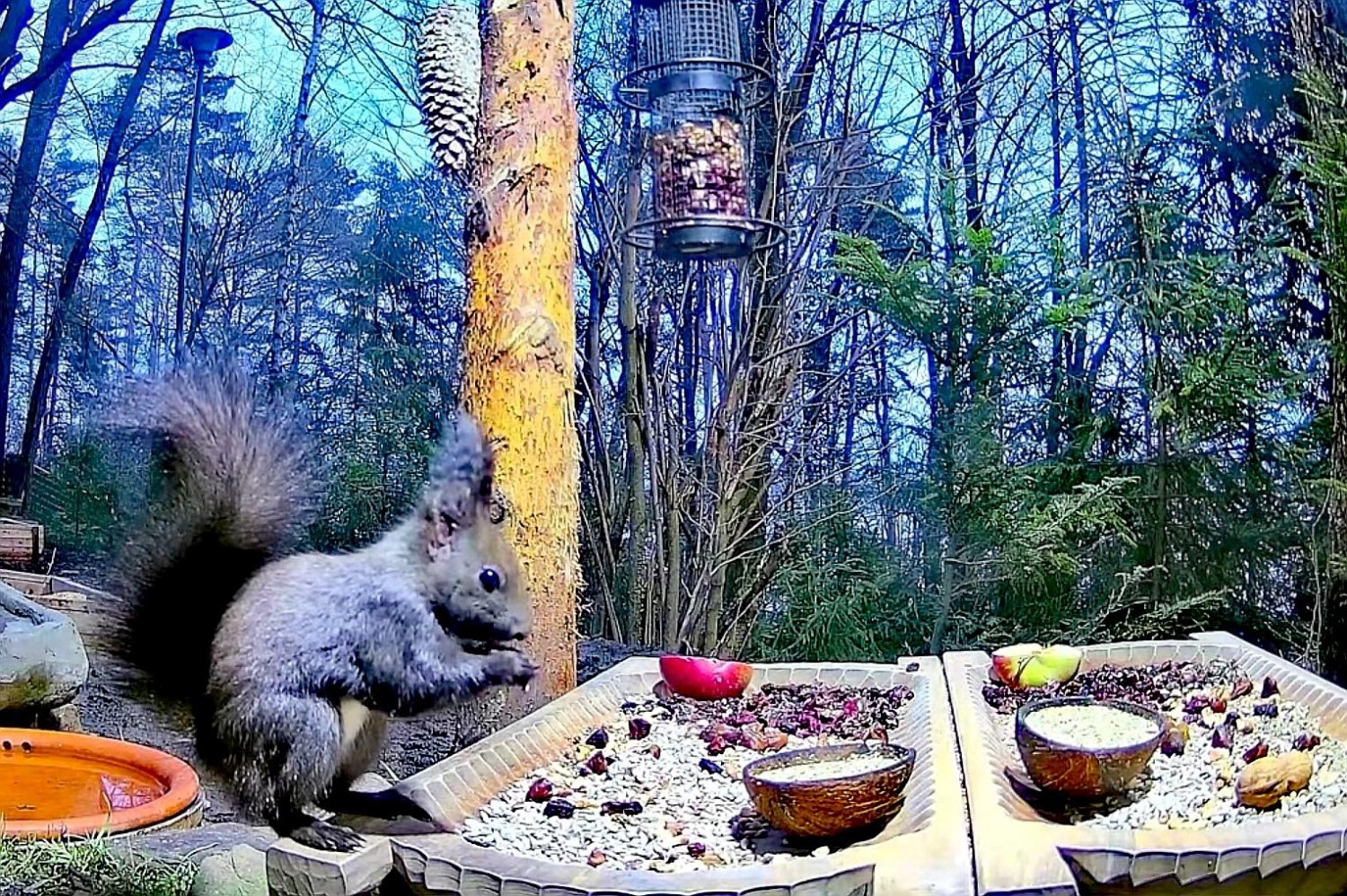 livebirdspoland_7f41e4e9343b75d2a7fd69297c82971f.jpg