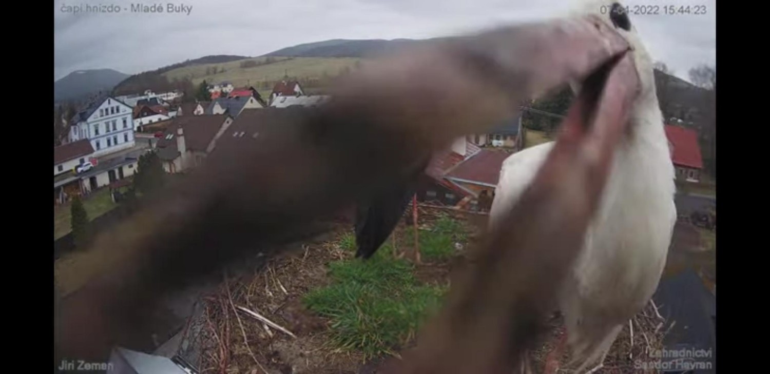 livebirdspoland_9ddfedbf81ff2962b731a7b564c8d426.jpg