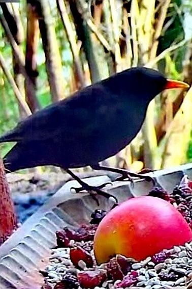 livebirdspoland_bbca5c0c43252a094ccfdc782d59f163.jpg