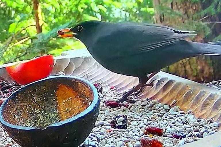 livebirdspoland_12a141c11f00dec46d858b7a0ce69af0.jpg