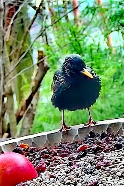 livebirdspoland_8ea4d2a9aa7e61087c91cba364ce7f8b.jpg