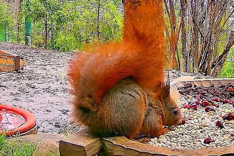 livebirdspoland_6f0e7292ebf49fa22f34e7d844eaef5e.jpg