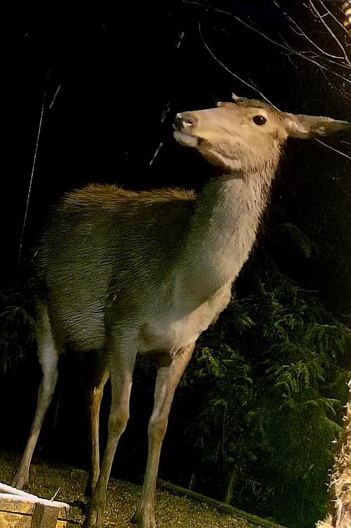 livebirdspoland_799c8083249721700c0445563d67b475.jpg