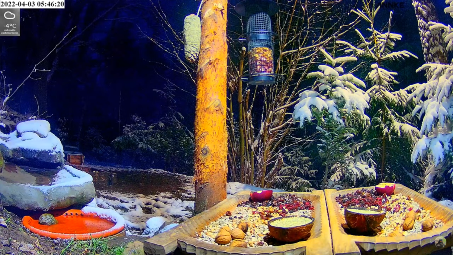 livebirdspoland_a3d8406dbf694eb11757de5cfb39a457.png