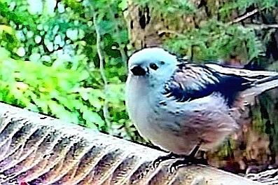 livebirdspoland_3c08a98299ff462fcd4b896db1f8f7ee.jpg