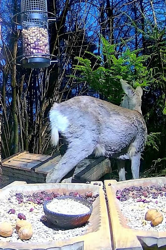 livebirdspoland_03d7b2ac7b65fc5f28b60b12de2dfd8d.jpg