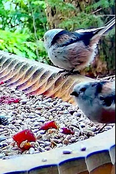 livebirdspoland_74fd121d29360e338ddc25d833dae419.jpg