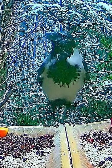livebirdspoland_ec81488344c143ee029fb1c5a638f2a8.jpg