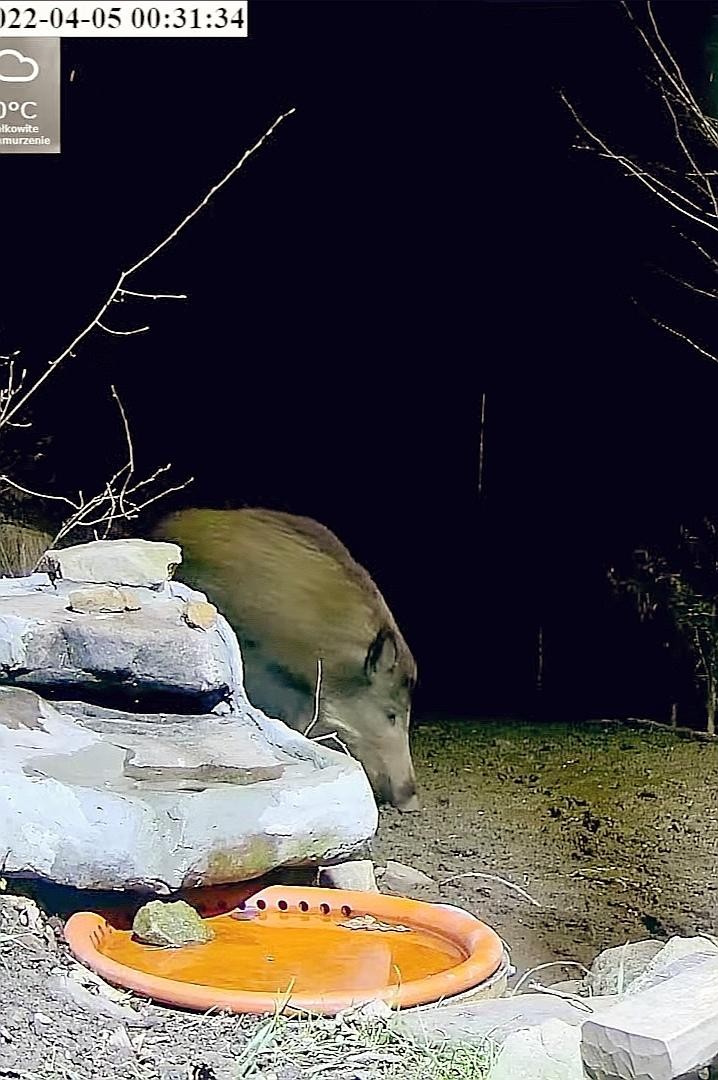 livebirdspoland_ed2577c0f322052ea57c1646d8ae9b53.jpg