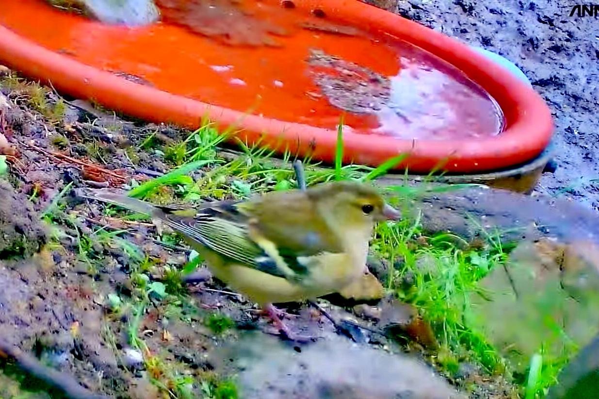 livebirdspoland_d27ff6c1b294b60c163f16a2f31bd8a4.jpg