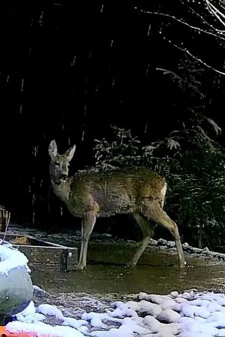 livebirdspoland_74e3edf9d120c8eecd7c1d3885845bc6.jpg