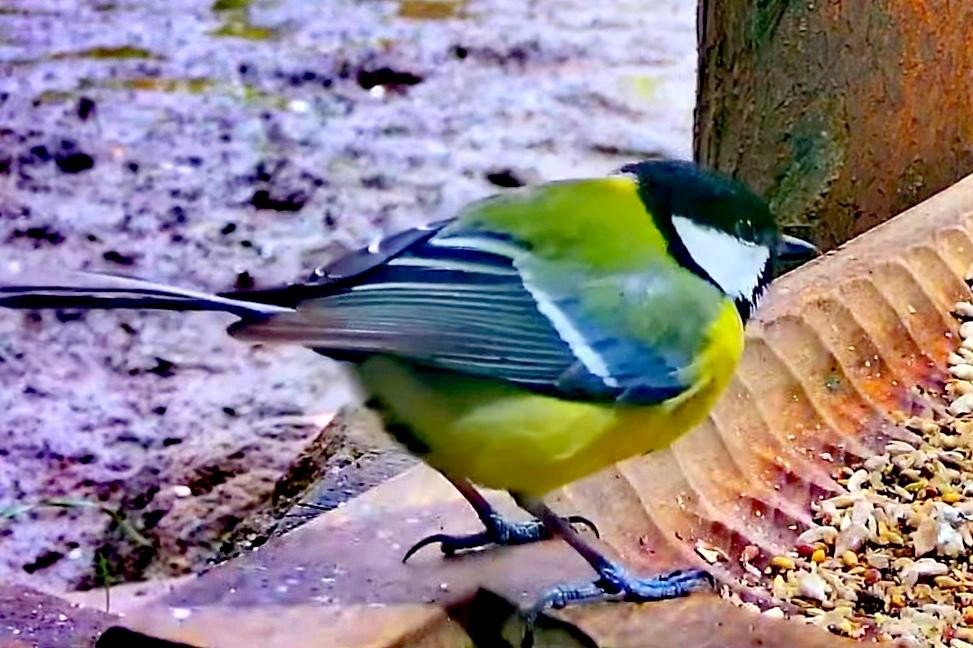 livebirdspoland_2a91cda33b3a9efe58cd0f5e2edbab03.jpg