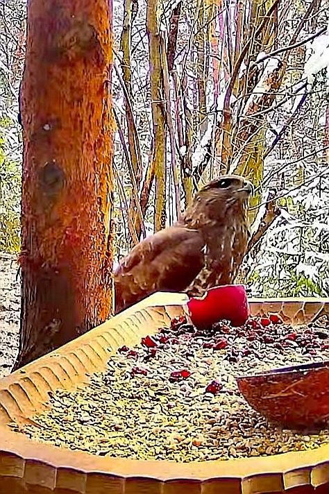 livebirdspoland_7e99c2e5fc9254574684792c3b290b2c.jpg