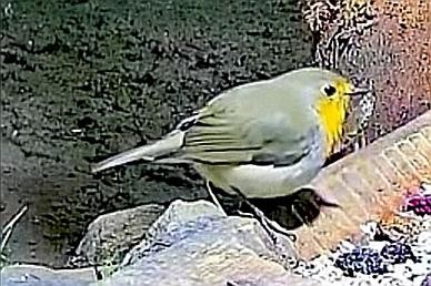 livebirdspoland_22a6e0948365d7c4f18bc7c845e15631.jpg