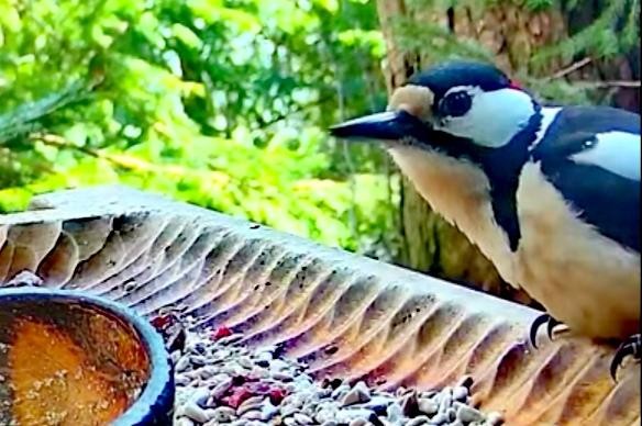 livebirdspoland_13213f926a1c9b44ec33b263de813cb5.jpg