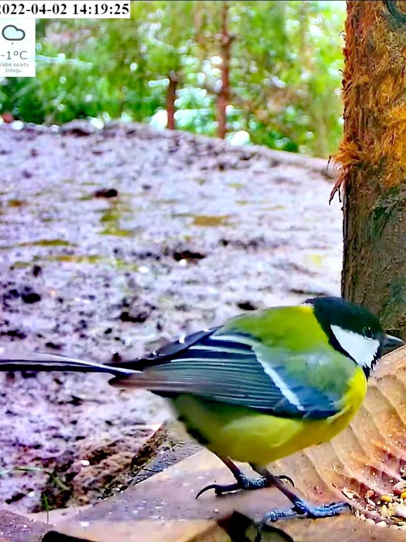 livebirdspoland_bcffac2ee5f6d893117f5b88fa607035.jpg