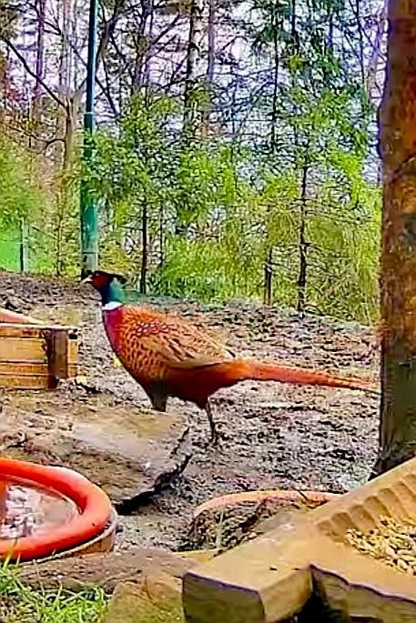 livebirdspoland_e46badab20efdbd880e78c4c2fe5f7d3.jpg