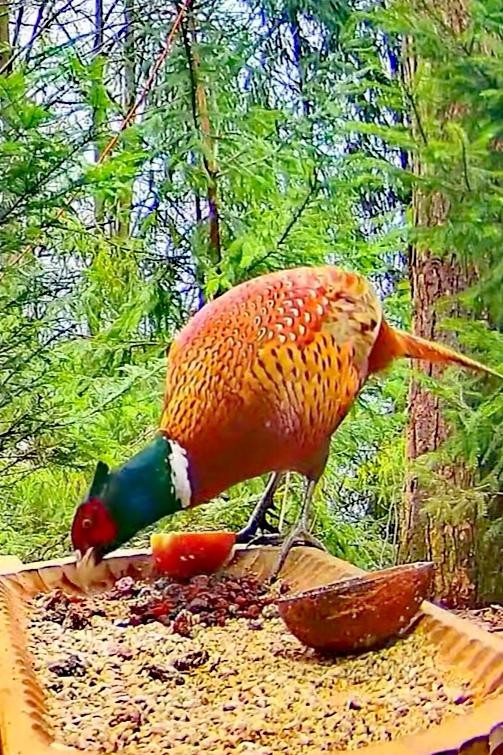 livebirdspoland_079b4dd1cd7298599e90b2de92826f7c.jpg