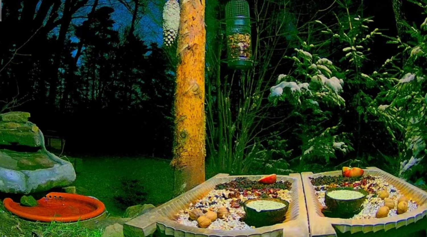 livebirdspoland_cd3d3e207fa4069d11605a549871b253.jpg
