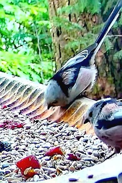 livebirdspoland_a4adcc007afd4a33b9c7463c0721cd21.jpg