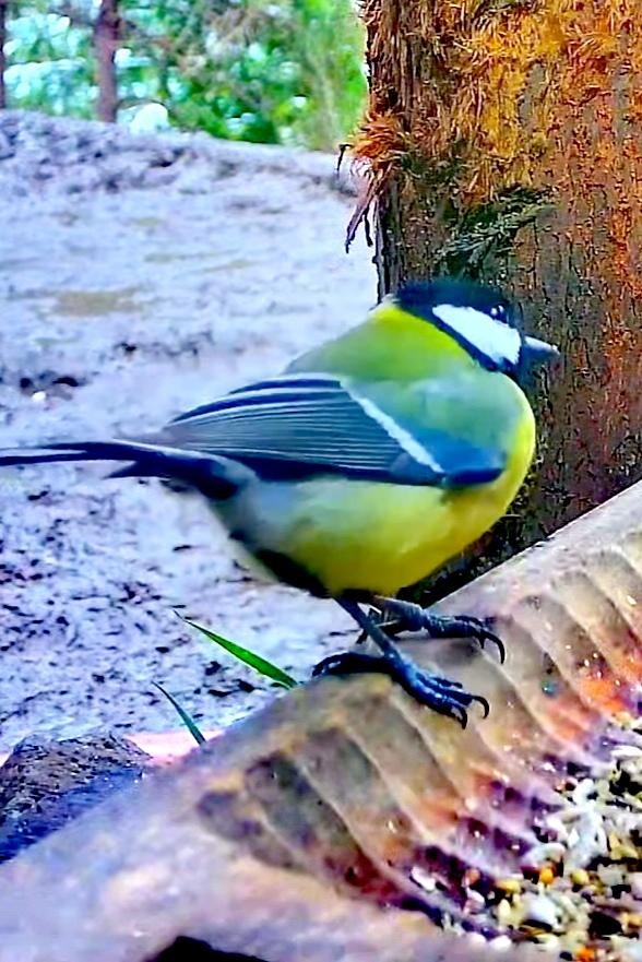 livebirdspoland_f8778bc364c1c44c7c1140320b72f499.jpg