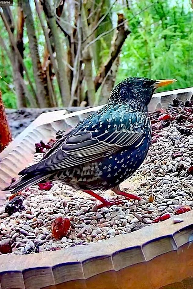 livebirdspoland_92ac9712adfc61a9751f685098d4ba73.jpg