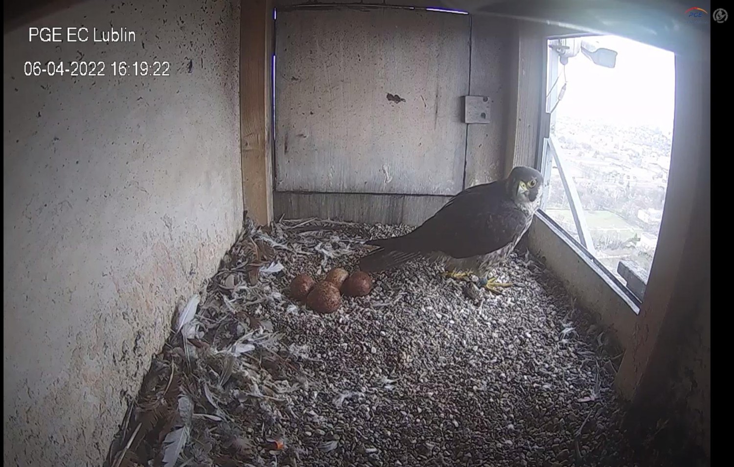 livebirdspoland_9e3790ce4074488989b455cebec9c285.jpg
