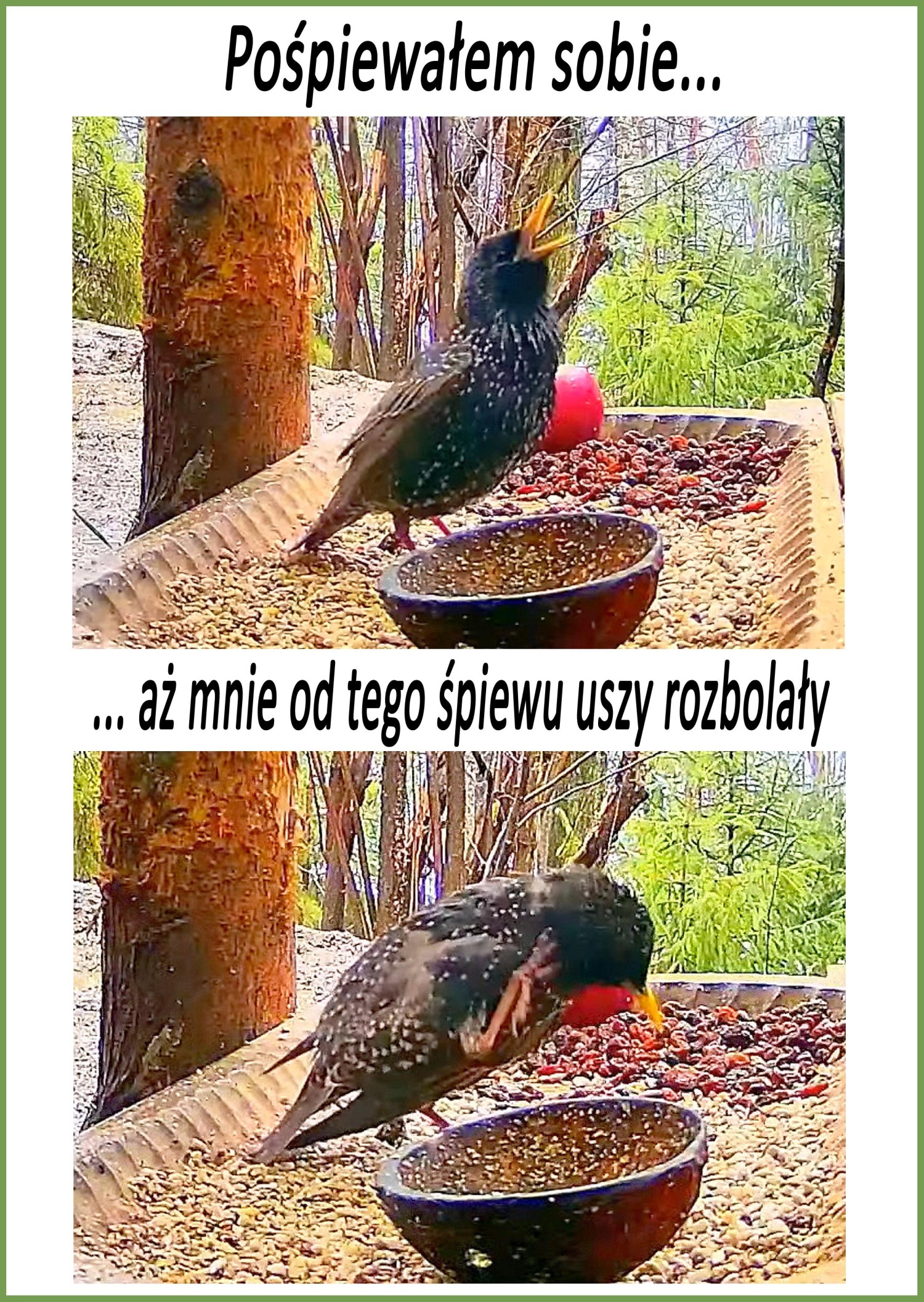 livebirdspoland_1fc34ecd154cf3cf9989f99460131225.jpg
