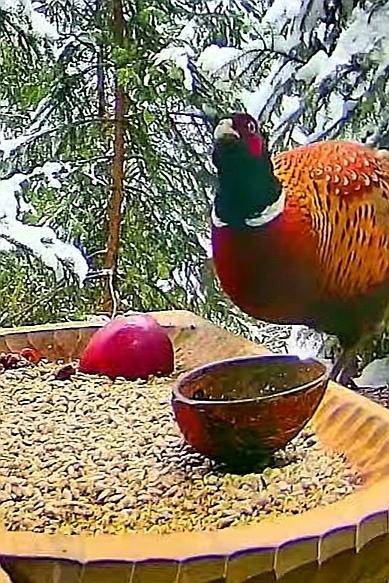 livebirdspoland_2b6312a031409a9ff192b7730365e2f0.jpg