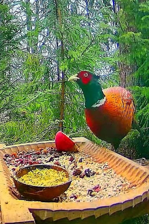 livebirdspoland_584c589ffd3a4c6e2ccf826ec5de4332.jpg