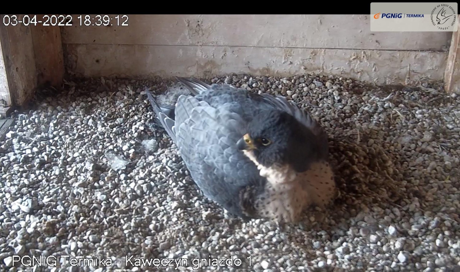 livebirdspoland_faeb150287aa8553e1dc16e9f14093b8.jpg
