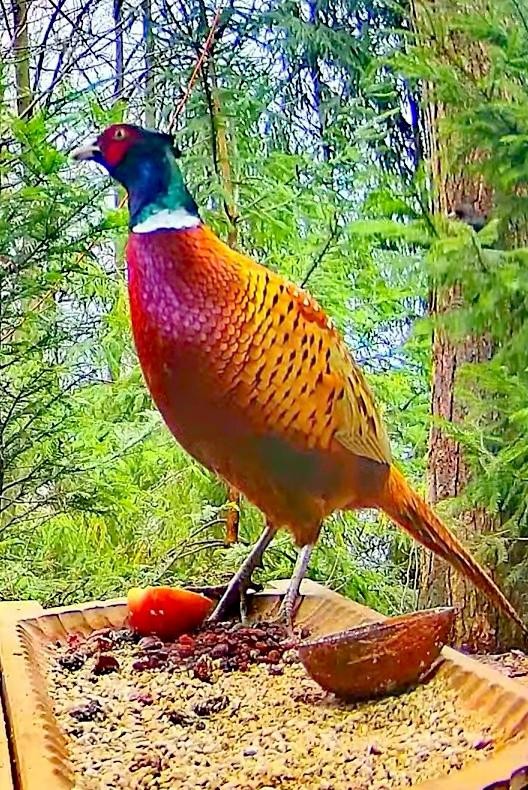 livebirdspoland_925657dc08eca8b9885edf75b5063f7a.jpg