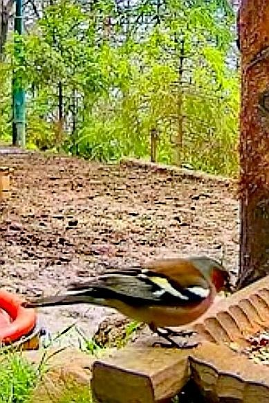 livebirdspoland_a9ca16b0f8d8044792435e39a5fbe040.jpg