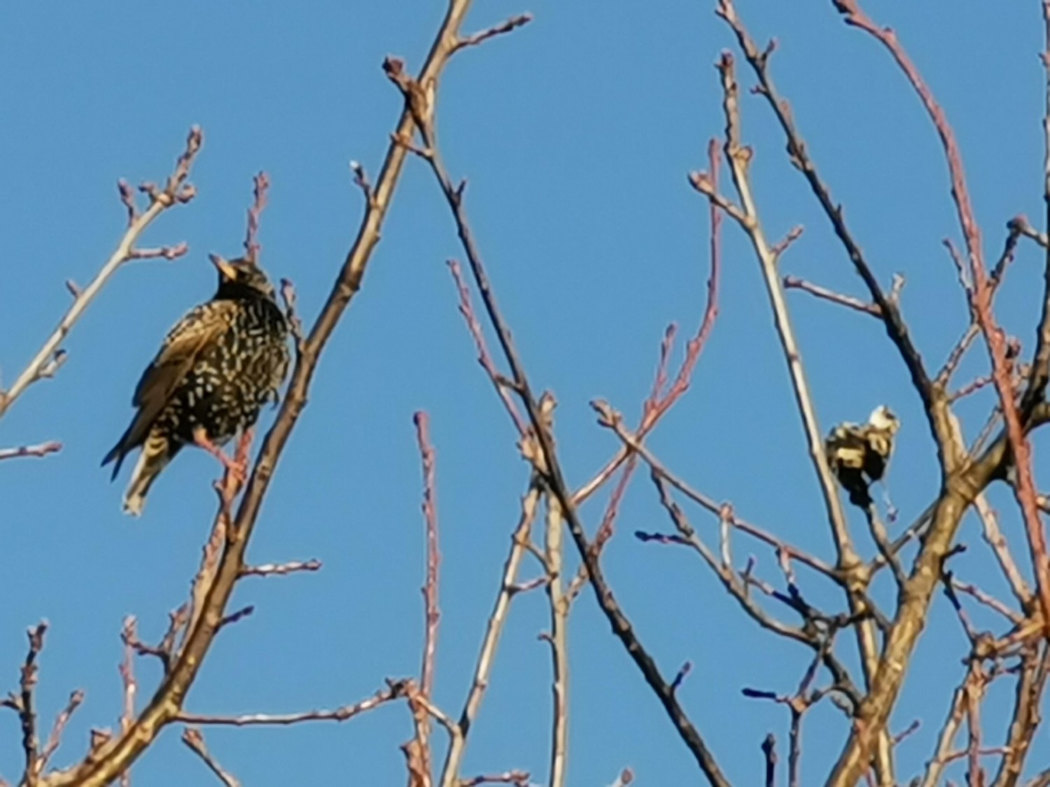 livebirdspoland_a937a8c31b1de85e68499e5f23698056.jpg