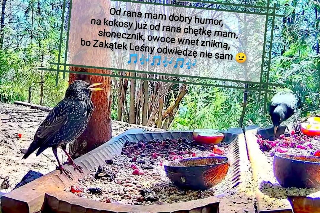 livebirdspoland_c10e8cfb0fb078812c1548264dc1efa8.jpg