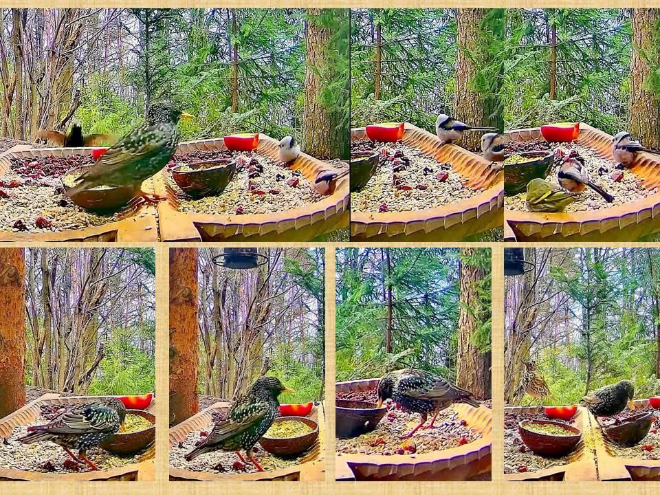 livebirdspoland_879eb55eecc6c5df7fff52dfdf9a4b90.jpg