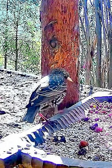 livebirdspoland_fc549bd11dcd9c62189a5c66899a3369.jpg