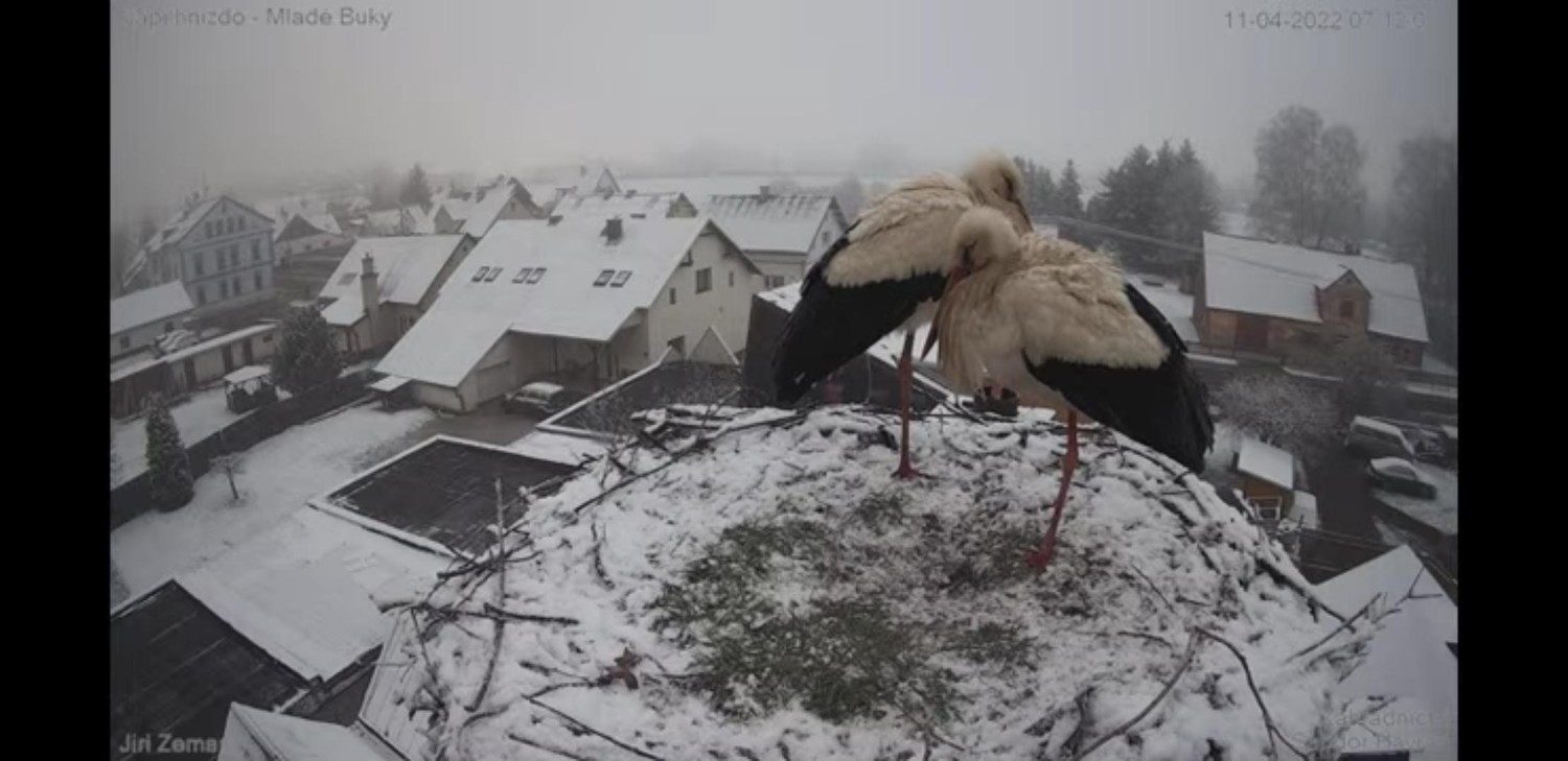 livebirdspoland_ddfc3f5609b31d173b5743361d7d1859.jpg