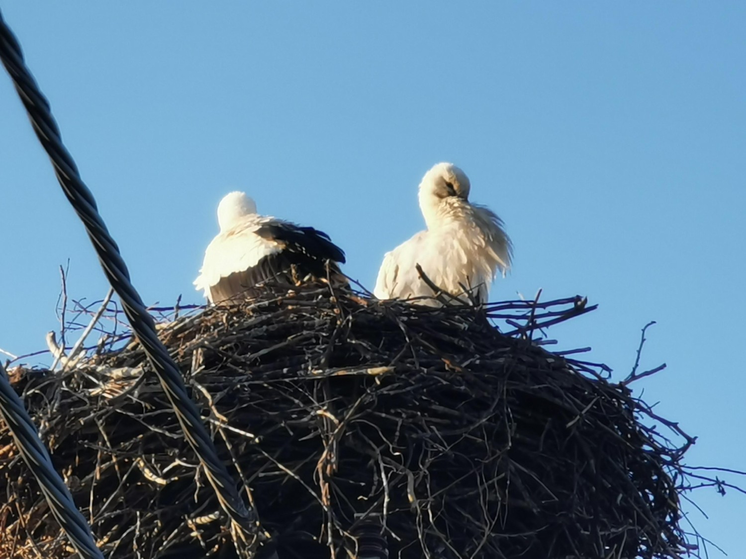 livebirdspoland_1986798b07789c501f7e6a6164495998.jpg