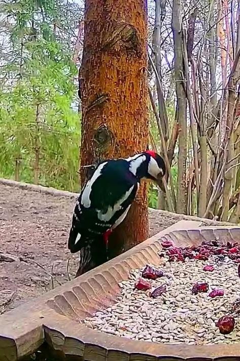 livebirdspoland_7867e30c023a638641f79a6bffdd96bf.jpg