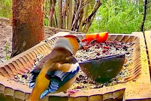 livebirdspoland_e0cb8fa7c4cd247a5c6adf0502b78f8b.jpg