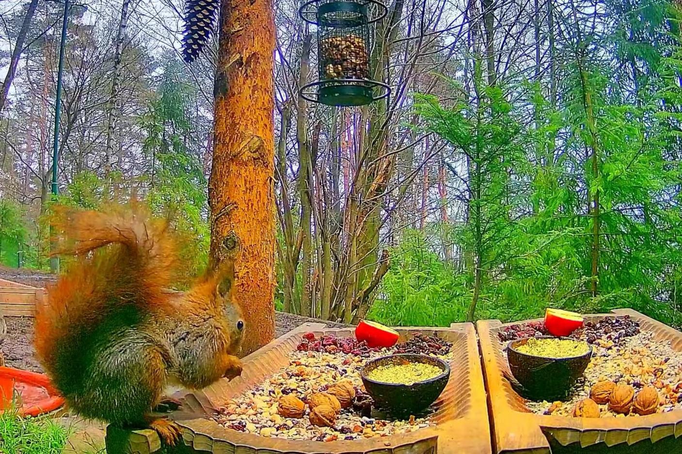 livebirdspoland_371cbc0b5df8b24e96f3122908b143d6.jpg