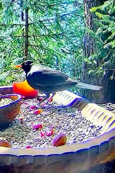 livebirdspoland_ca674da4a17c28d58e2e0d240f059716.jpg