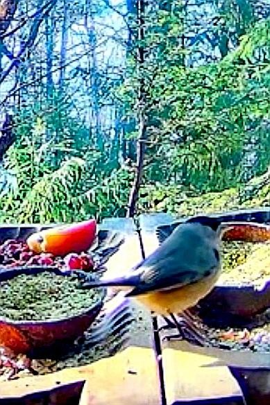 livebirdspoland_f499ccd93633ae45f996d56ff866ec5c.jpg